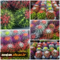 اهدا گل به همکاران به مناسبت سوم شعبان 