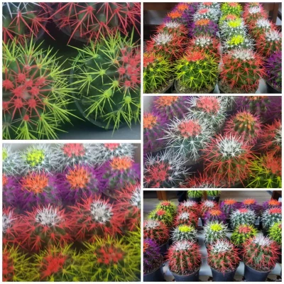 اهدا گل به همکاران به مناسبت سوم شعبان 