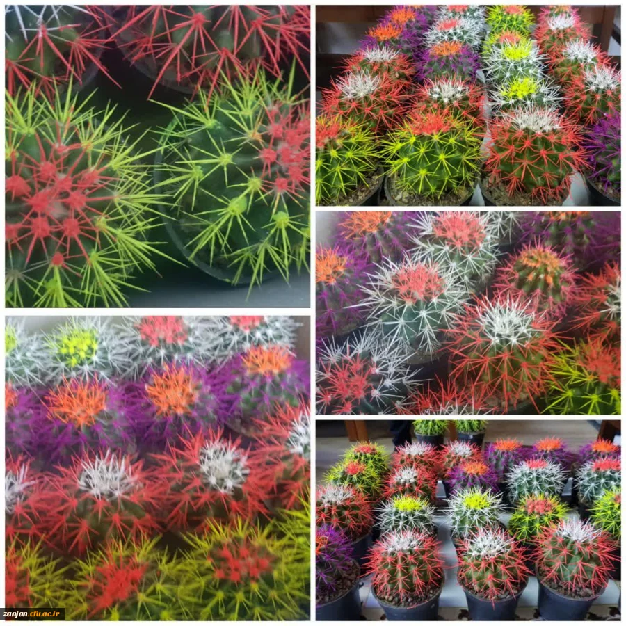 اهدا گل به همکاران به مناسبت سوم شعبان 