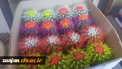 اهدا گل به همکاران به مناسبت سوم شعبان 