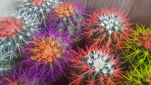 اهدا گل به همکاران به مناسبت سوم شعبان 