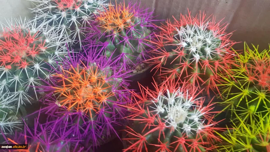 اهدا گل به همکاران به مناسبت سوم شعبان 