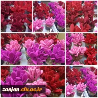 اهدا گل به همکاران و اساتید دانشگاه