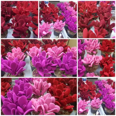 اهدا گل به همکاران و اساتید دانشگاه