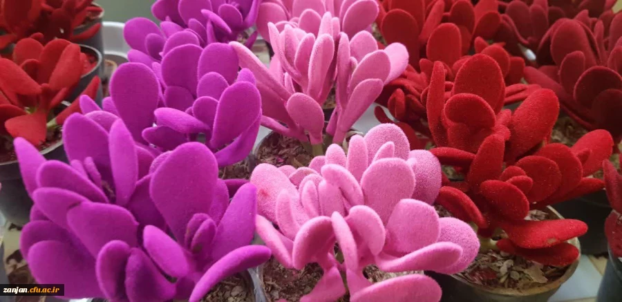 اهدا گل به همکاران و اساتید دانشگاه